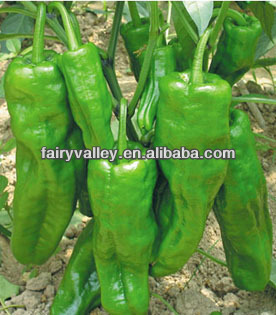 Hot Resistance Light Green Bell Pepper Seeds For Cultivation-Happy Together