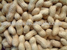 Roasted Peanut in shell