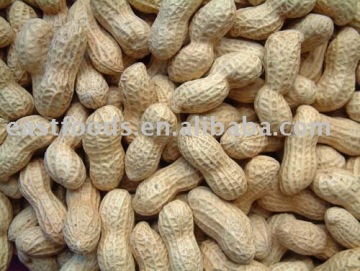 Roasted Peanut in shell