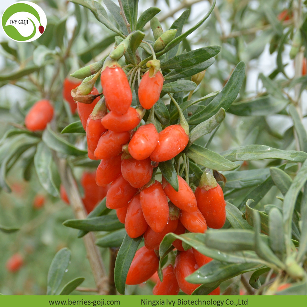 Eu standard goji berries