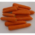 2016 New crop fresh organic carrot