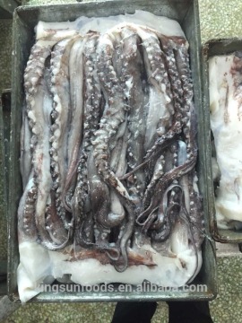 Freozen Giant squid tentacle