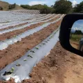 Film de paillis blanc à prix compétitif