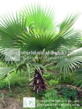 Washingtonia robusta in field