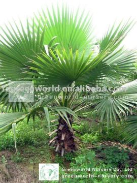 Washingtonia robusta in field