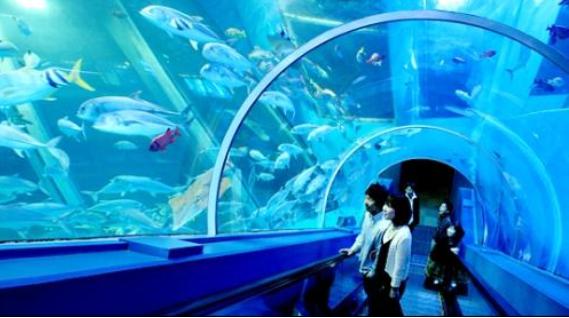 Custom large perspex plexiglass acrylic tunnel for oceanarium / Aquariums