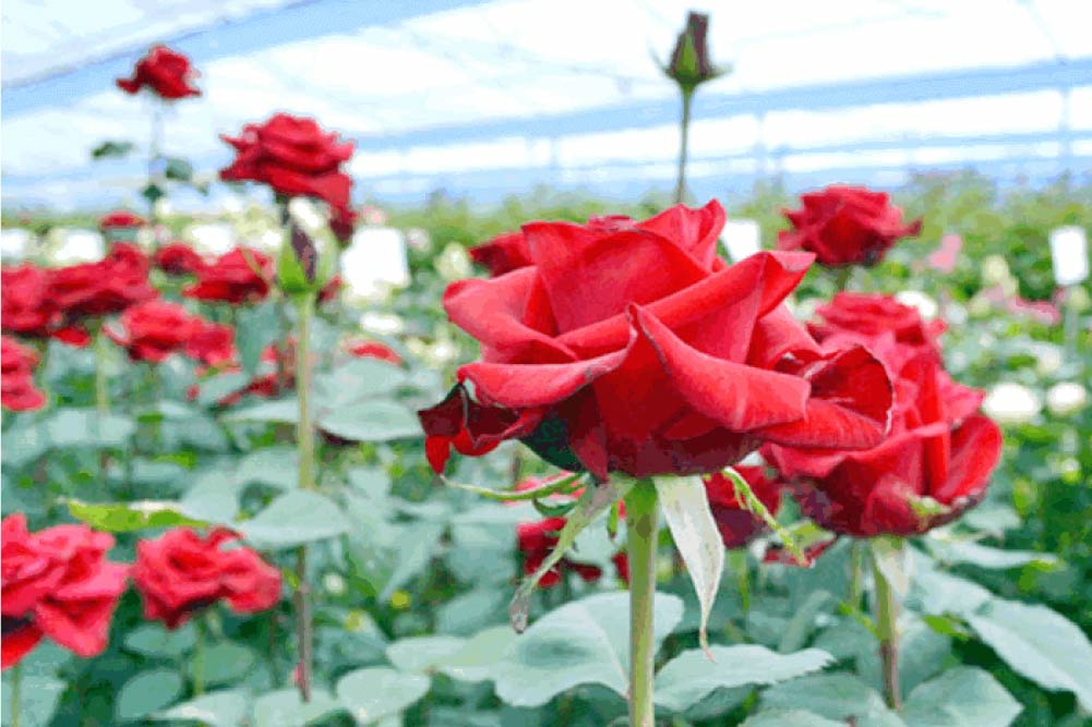 Pousser la lumière sur la floraison