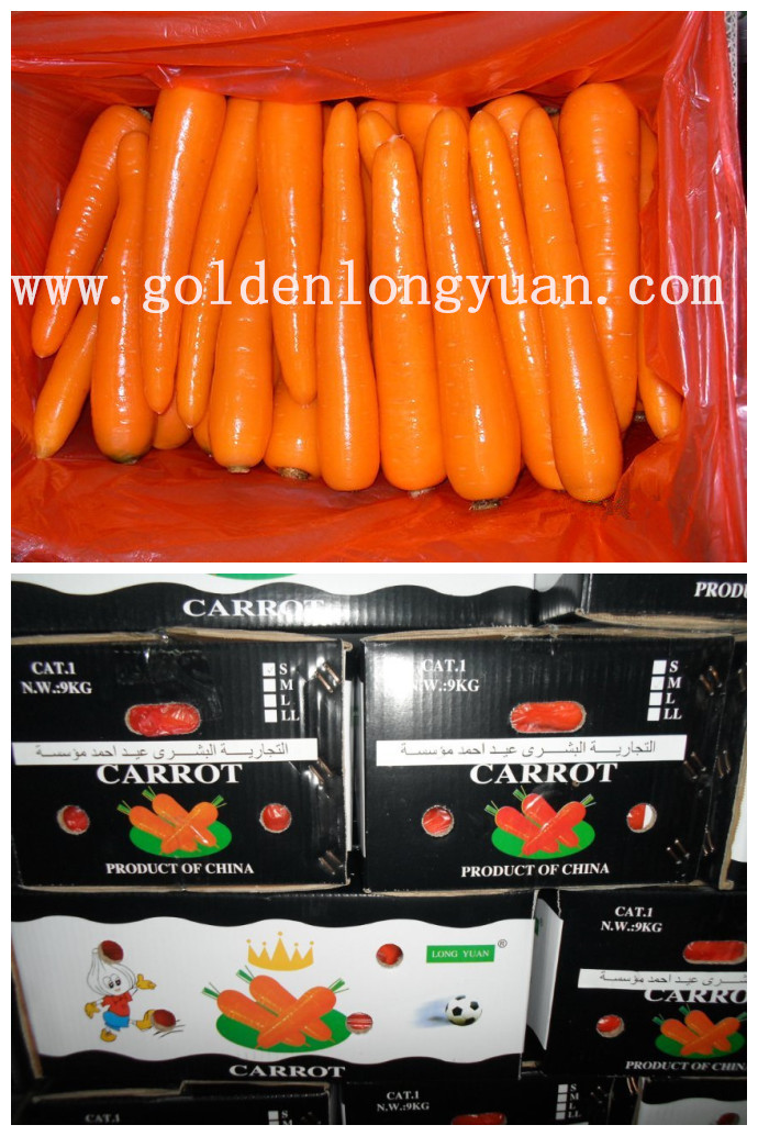 New Harvest of Good Quality Fresh Carrot