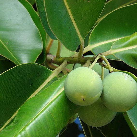 Tamanu oil