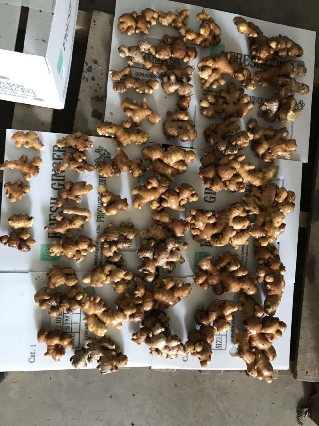 Gengibre orgânico fresco chinês sem pesticidas