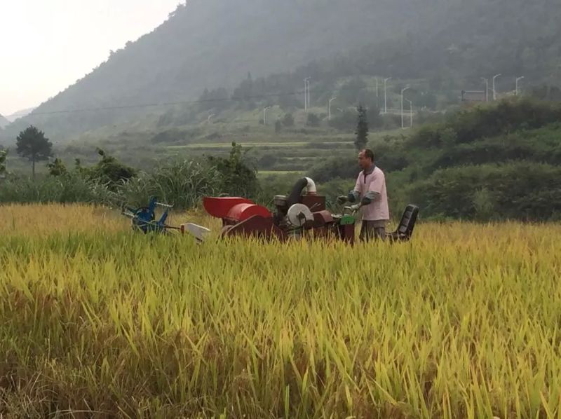 Mini Rice Harvester Hot Sale in Philippine