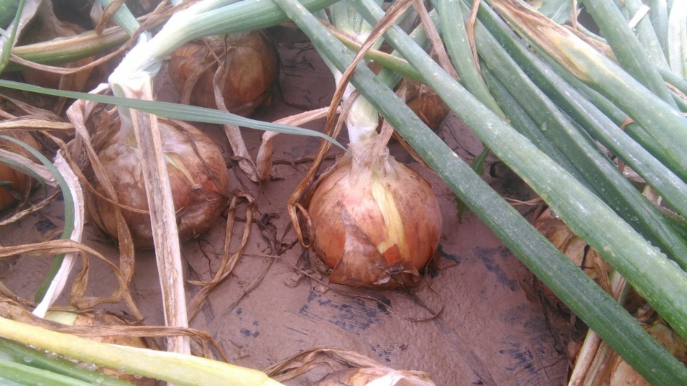 Quality fresh onion vegetables new crop for wholesale