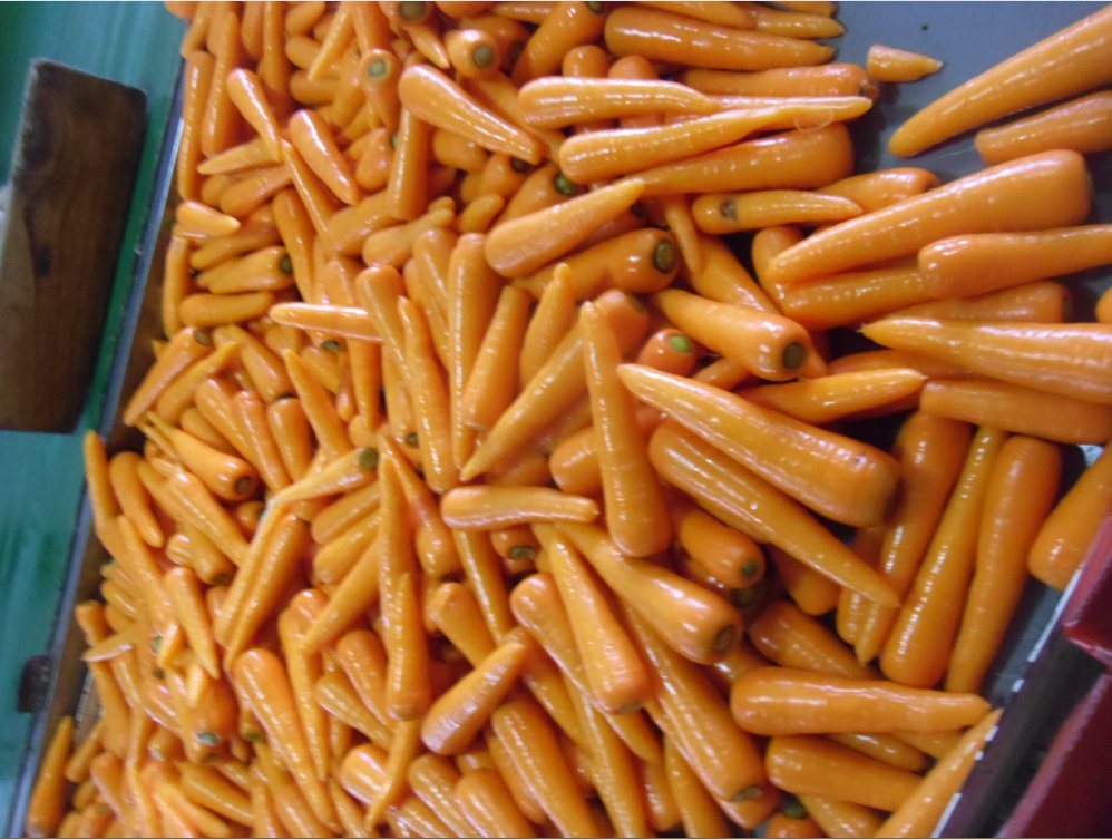 carotte carrot