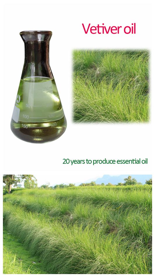 Vetiver oil