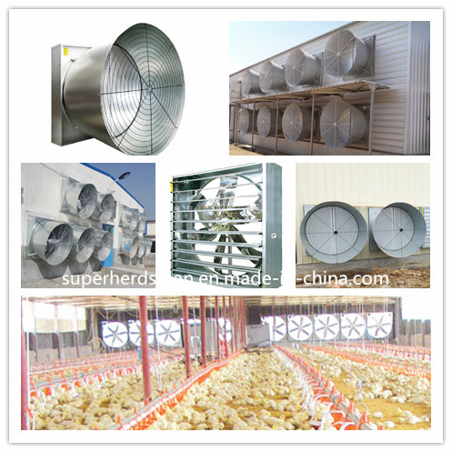 Full Set Automatic Poultry Equipments for Broiler Chicken