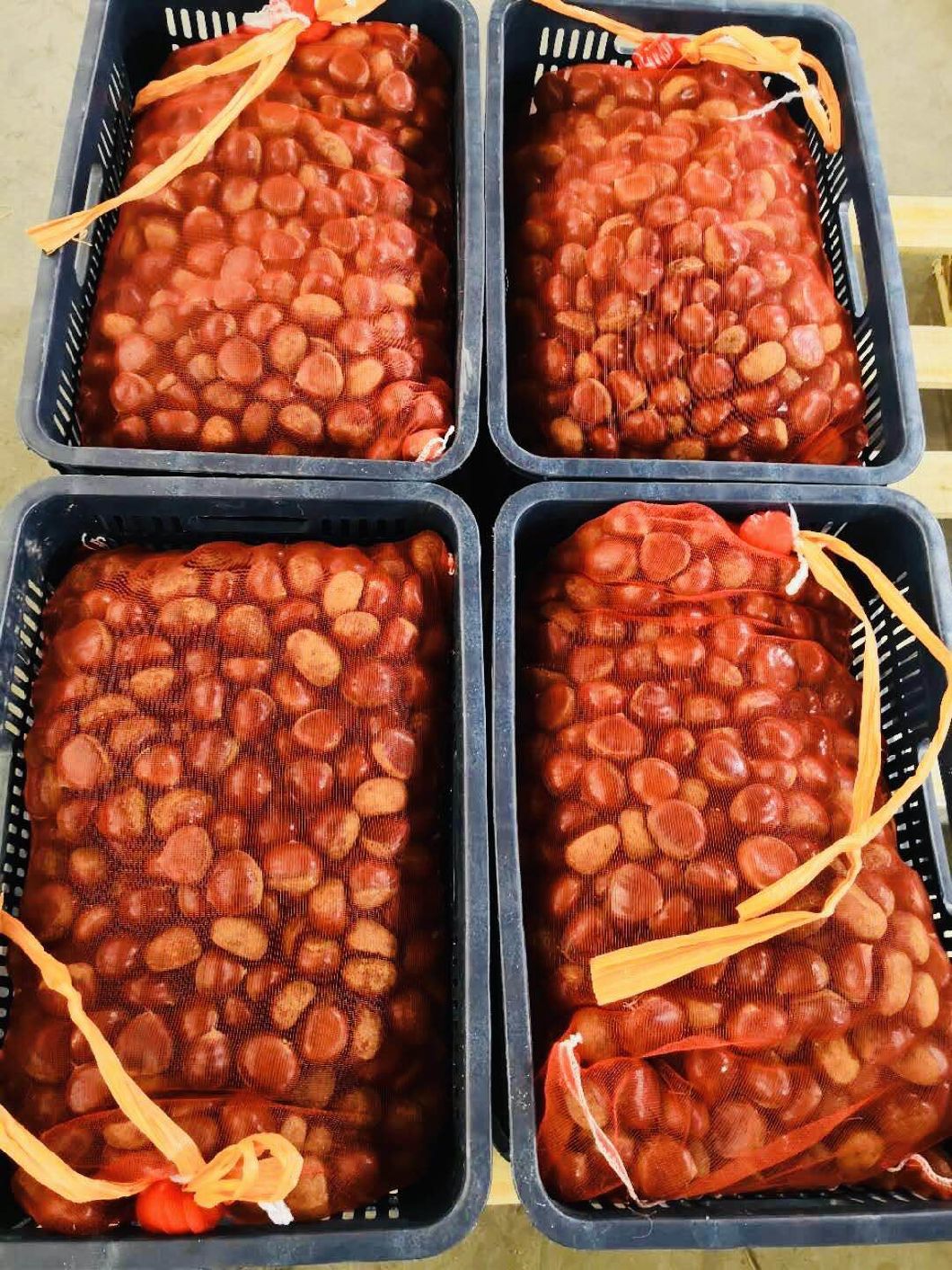 Fresh Chestnut