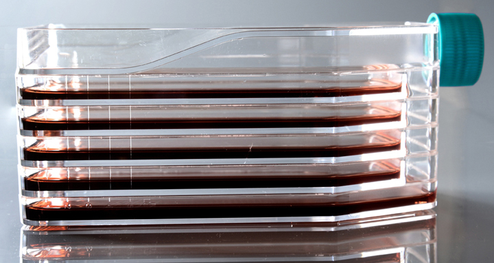 5-Schicht-Zellkulturflasche 5-layer cell culture flask