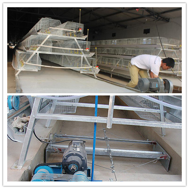 a Type Chicken Egg Laying Cages