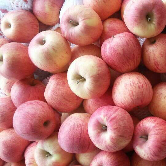 New Crop of Qinguan Apple Is Coming Soon