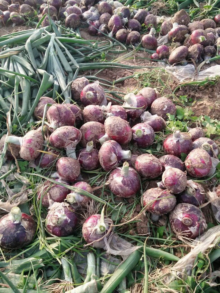 Quality fresh onion vegetables new crop for wholesale Quality fresh onion vegetables new crop for wholesale