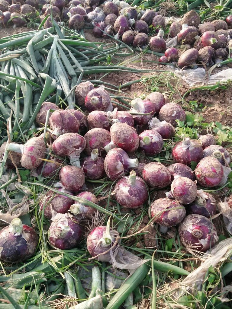 Quality fresh onion vegetables new crop for wholesale