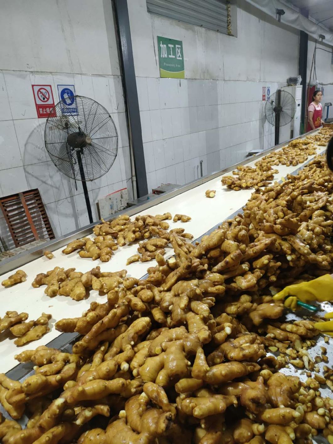 Frischer chinesischer gelber Ingwer
