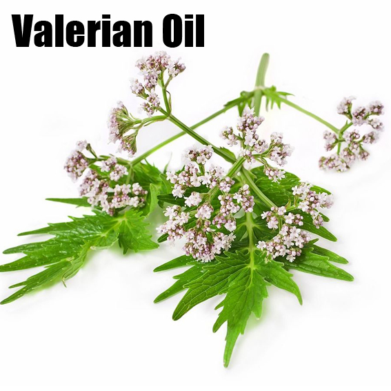 Valerian oil