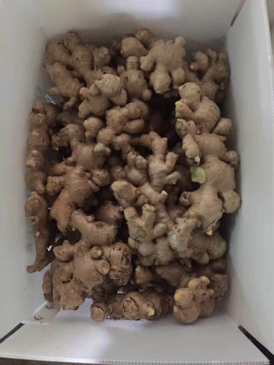 Gengibre orgânico fresco chinês sem pesticidas