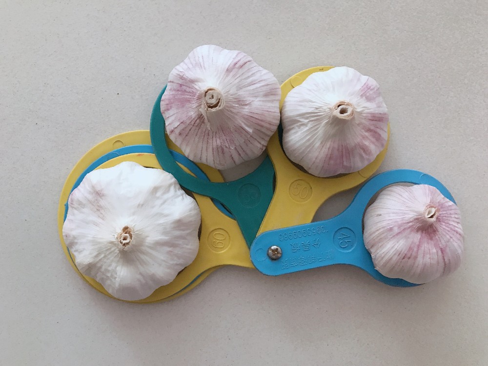 Frisches Knoblauchzitat aus der Fabrik von Jin Xiang Fresh Garlic Quotation from jin xiang factory