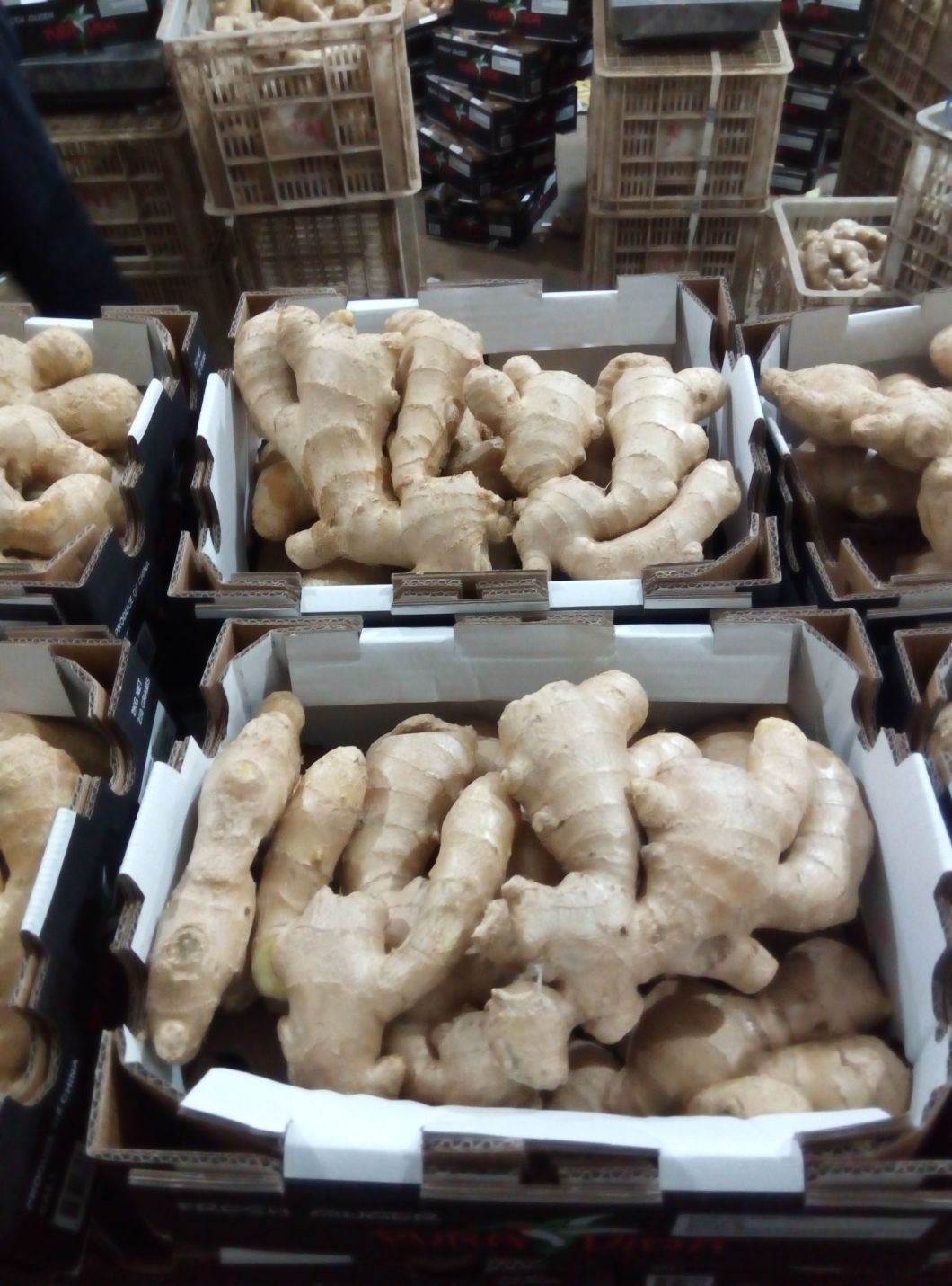 Super Quality Fresh/Air Dried Ginger to Europe Market Without Pesticide