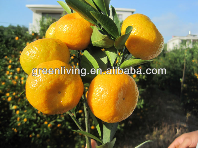 sweet orange fruits 