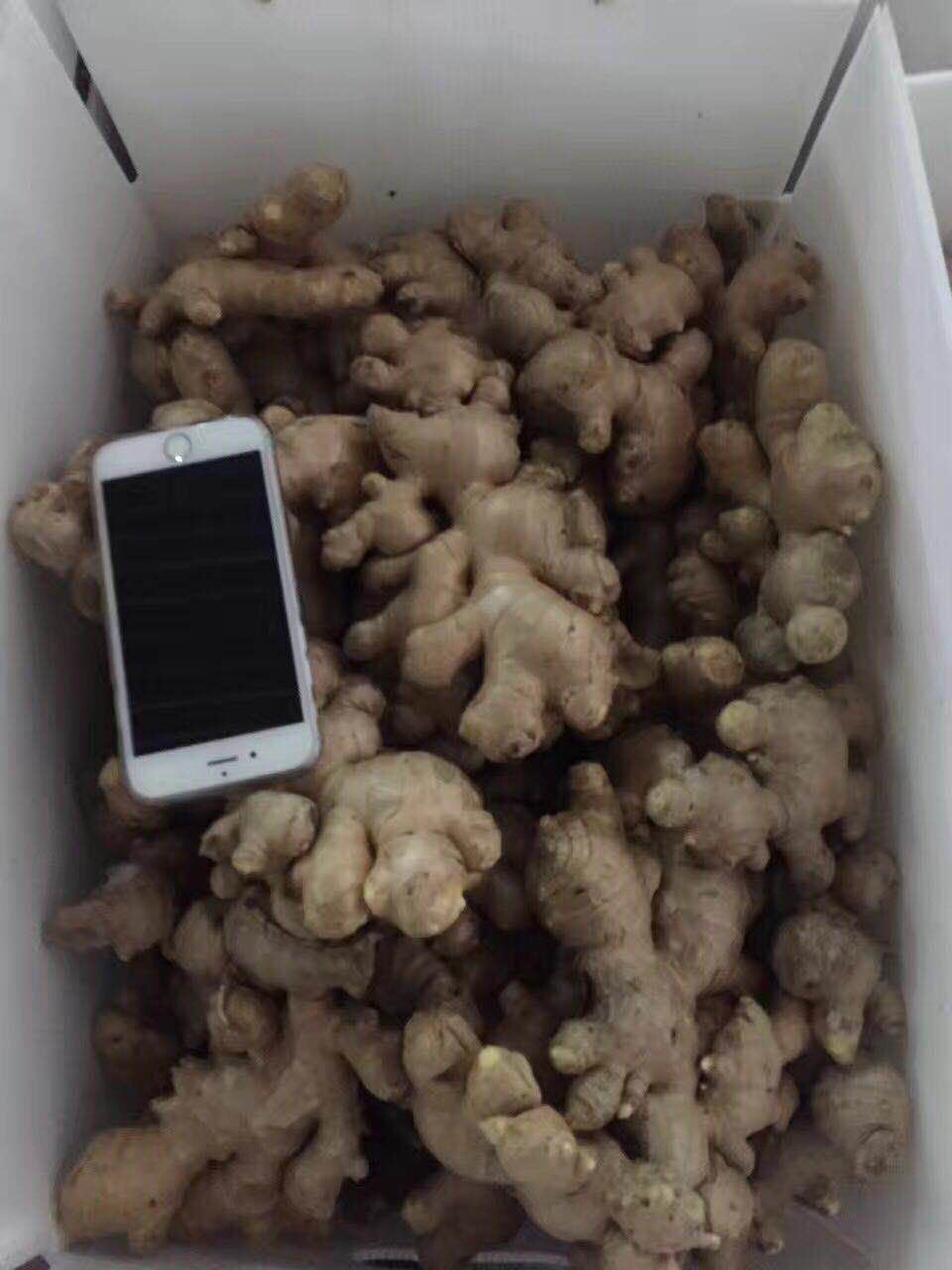 Gengibre orgânico fresco chinês sem pesticidas