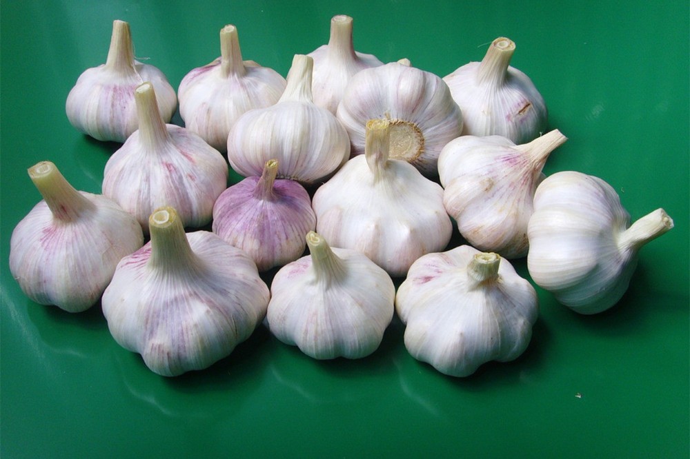 Chinese cold storage Pure White Garlic price