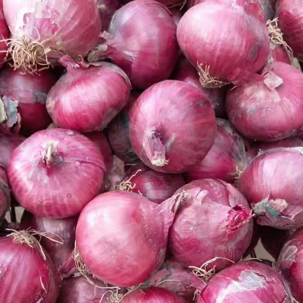 Super frische rote Zwiebel