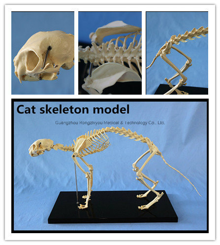 Cat Skeleton Model for Teaching and Medical Purpose Animal Anatomical Model