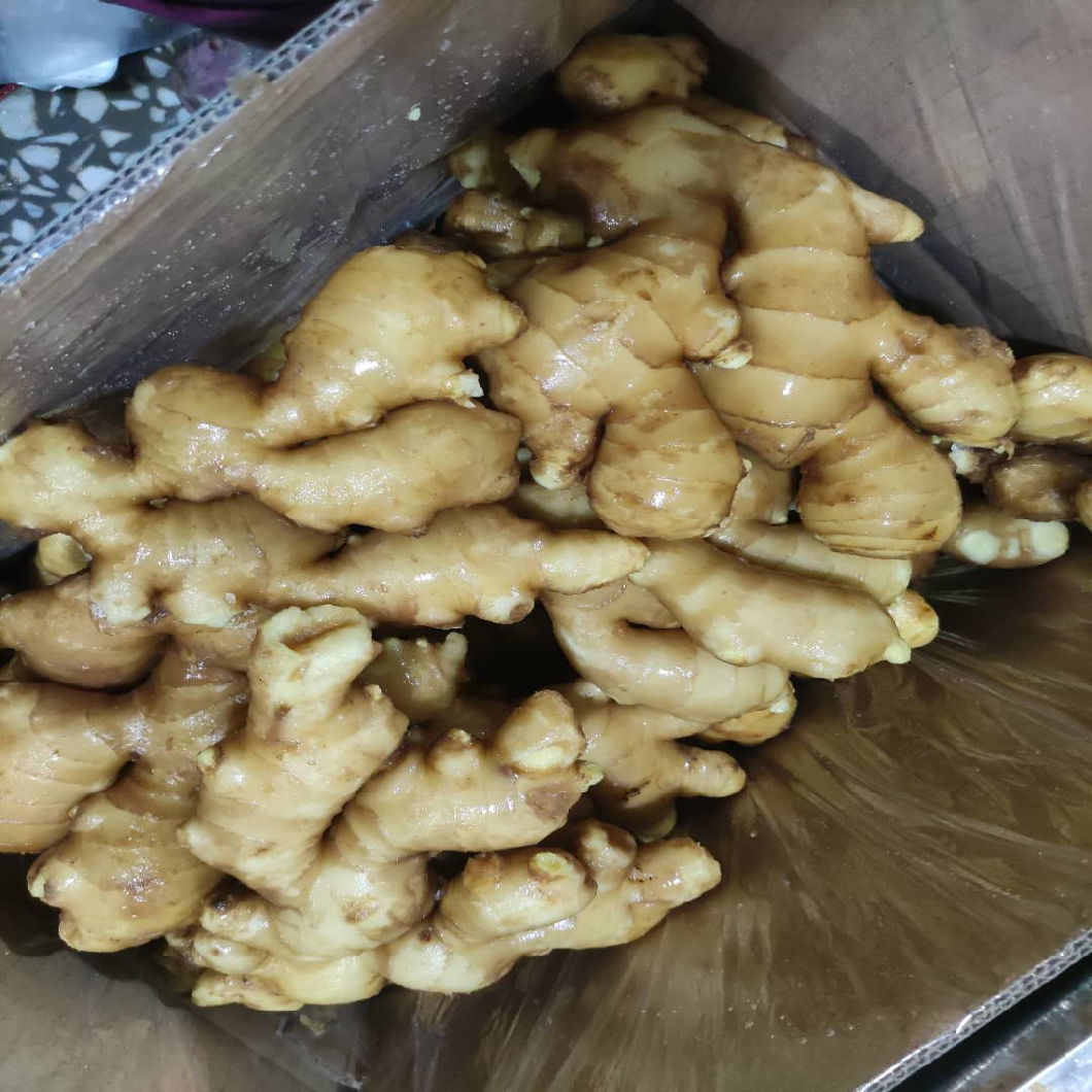 Super Quality Fresh/Air Dried Ginger to Europe Market Without Pesticide