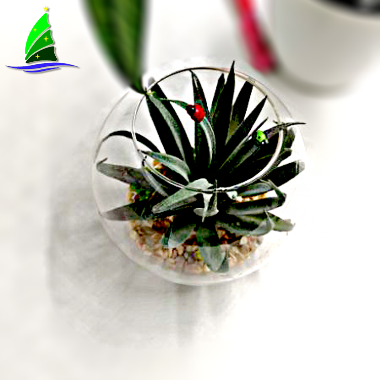 Terrario colgante globo de cristal Glass Globe Hanging Terrarium
