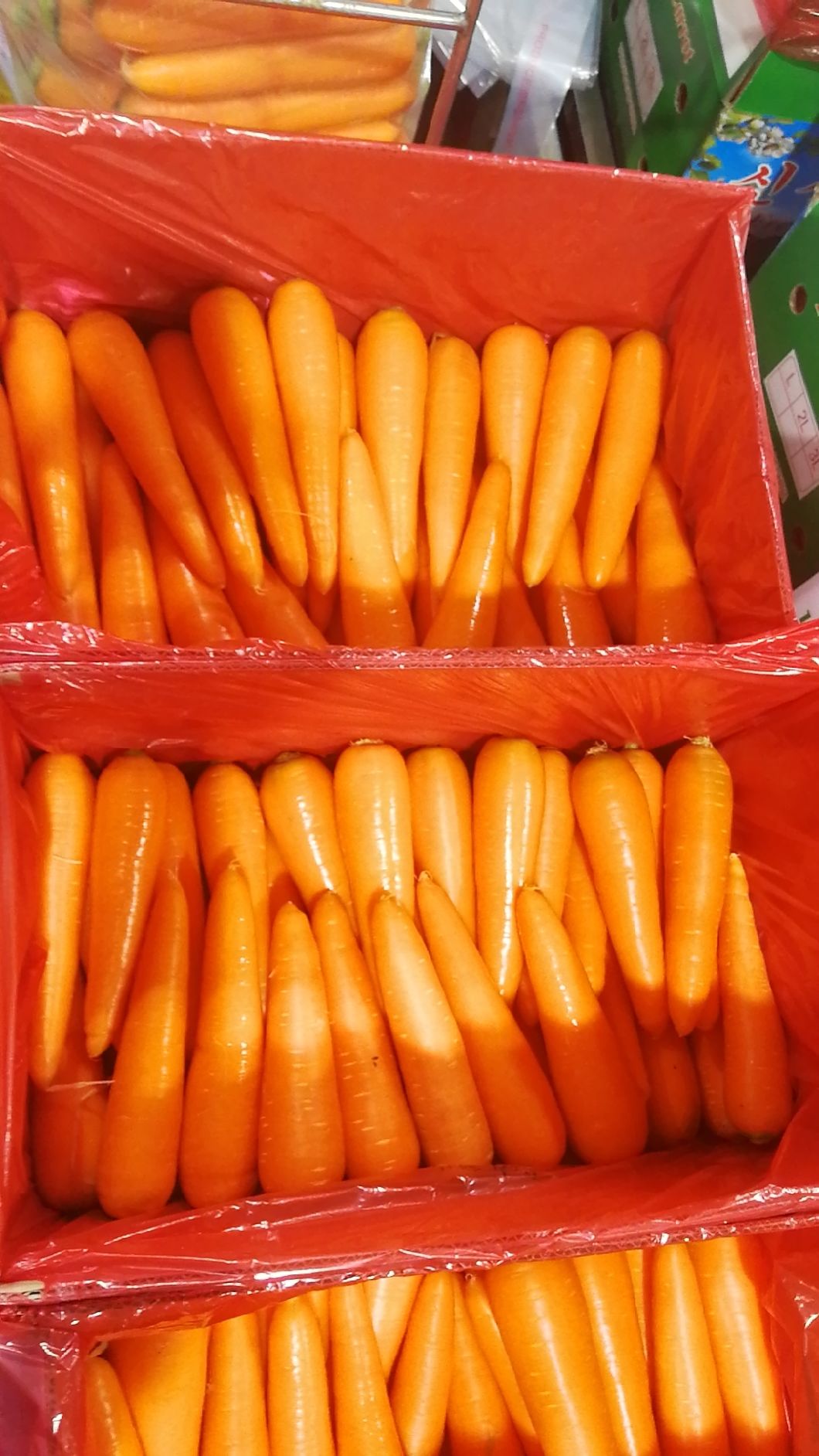 carotte carrot