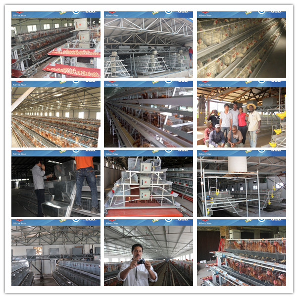 Silver Star Automatic Layer Chicken Cage System