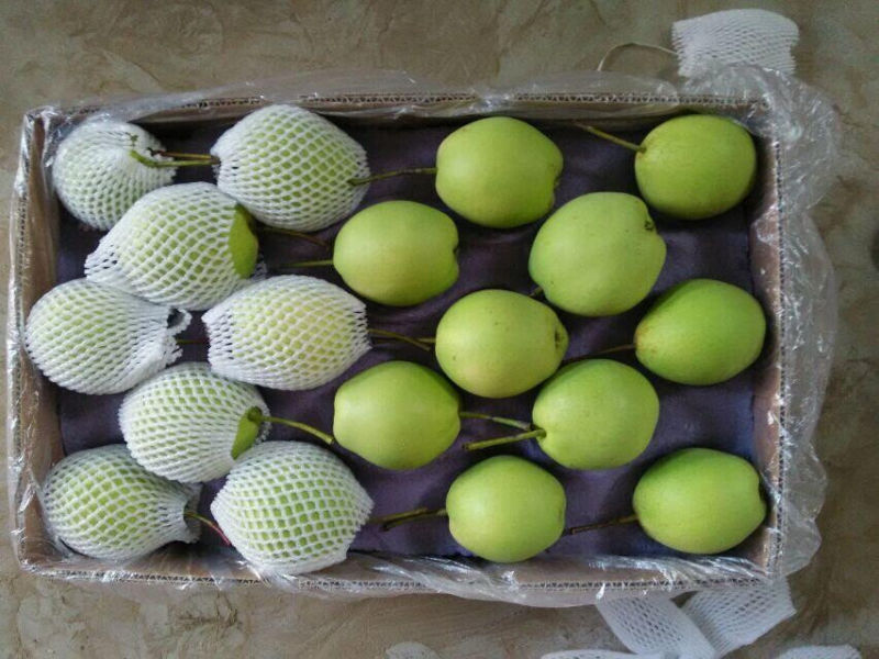 New Season Green Shandong Pear