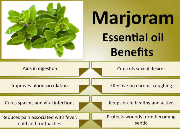 Marjoram Oil 