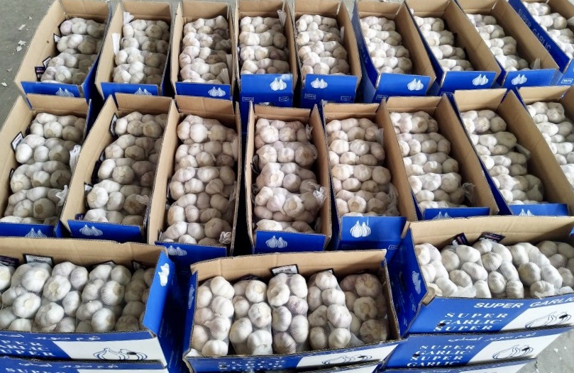 Kleine Netztasche, die neuen frischen Knoblauch der Ernte verpackt