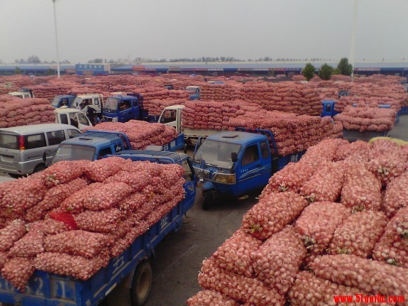 New crop fresh natural normal white garlic New crop fresh natural normal white garlic