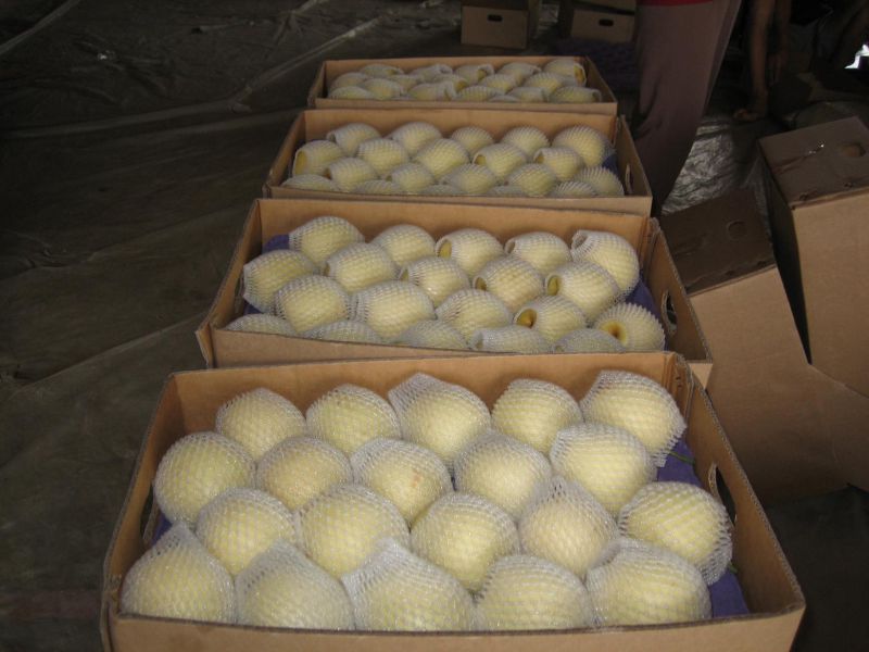 Chinese Golden Pear/Crown Pear Good Quality and Price