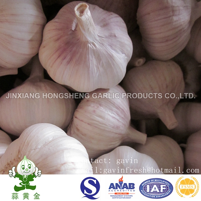 Fresh Normal White Garlic Jinxiang Hongsheng Garlic Product Company