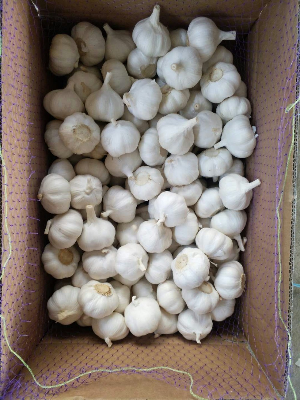 New crop fresh natural normal white garlic New crop fresh natural normal white garlic