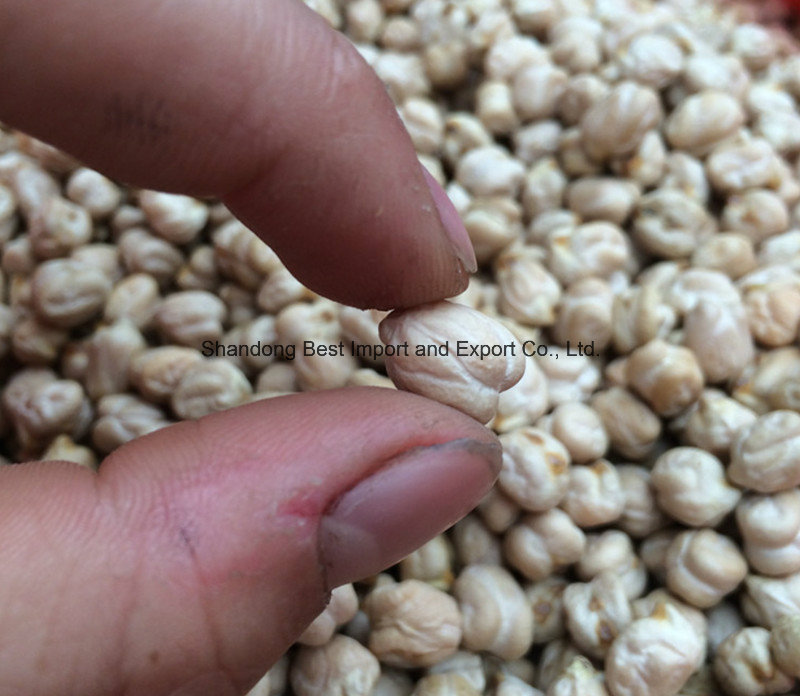 New Crop Chickpeas Kabuli Grade