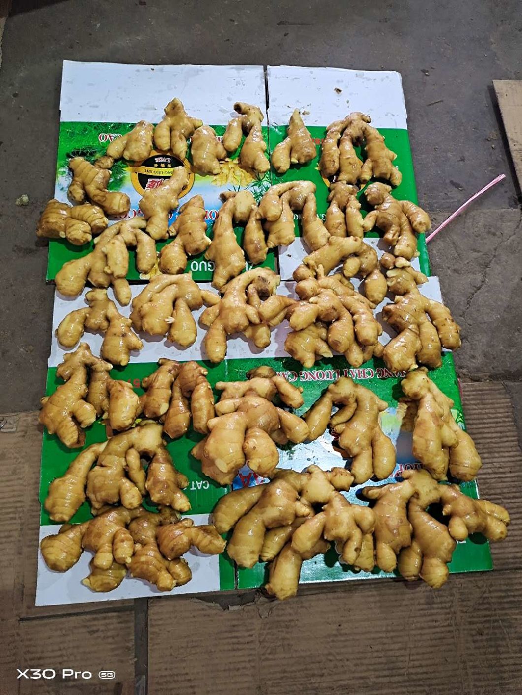 Gingembre jaune frais de bonne qualité au marché du Moyen-Orient
