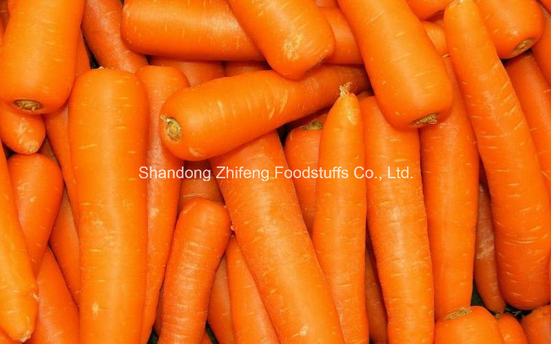 Fresh Red Carrot in China