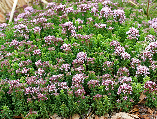 Oregano Oil 